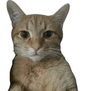 Tacosinho "son of a cat"