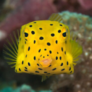BoxFish's avatar