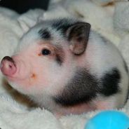 Bacon