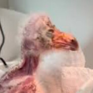 Dodo