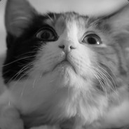 腊梅