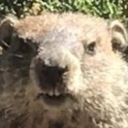 Beaver Bologna