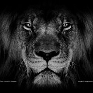 The Lion