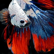 squintondafish