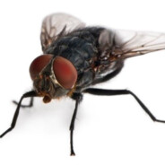 PENE DE MOSCA