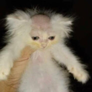 GAWCAT
