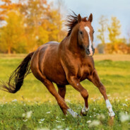 Tim Walz's Horse