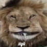 e l a y z