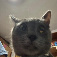 Wafi