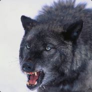 Varulven88 (DK)