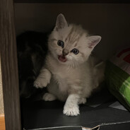 Anya