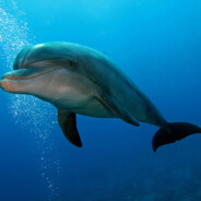 Delfin