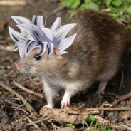 GNART