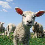 Sheep