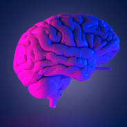 Cerebrum