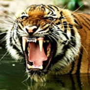 TigerOp90
