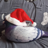 Pigeon_in_hat