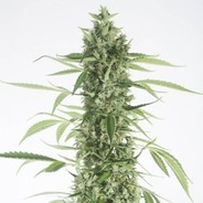weedhouse