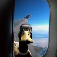 Viroge