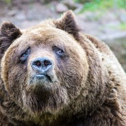 медведь с трассы