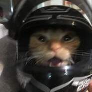 ツ