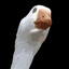 Gangster Goose