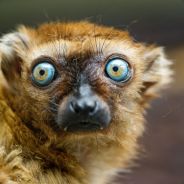 Chumbala