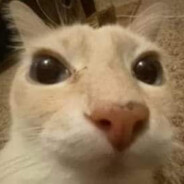 GATO CON SIDA