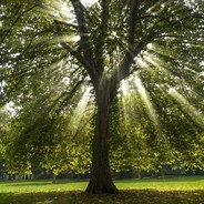 sycamore