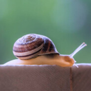 Immortal Snail