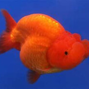 gold fish
