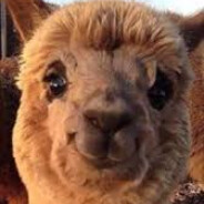 Lama