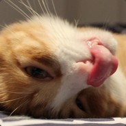 J0S4N