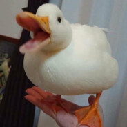 quack!