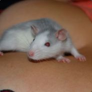 mouse)13