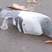 Tiwi