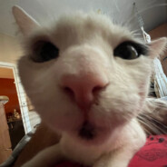 kamilio