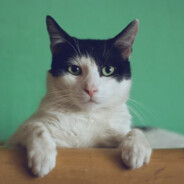 michu
