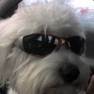 Steam profile picture for @pixies