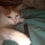 Meabll