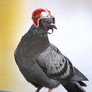 DJ-PIGEON