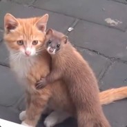 КУЗЯ ЛАКОМКИН