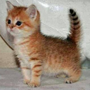 Luluwuuuu EL GATO ^-^