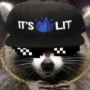 raccoon