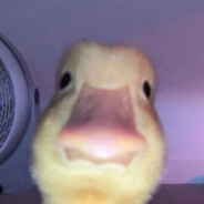 Goose