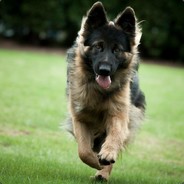 Russian Ow4arka tastydrop.ru