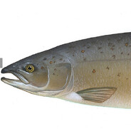 Salmonelitsa420