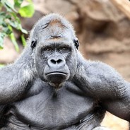 monkey:#