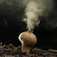 Smoke Mushroom
