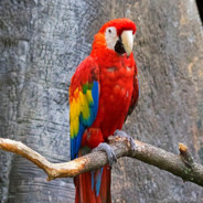 Steam profile picture for @macaws